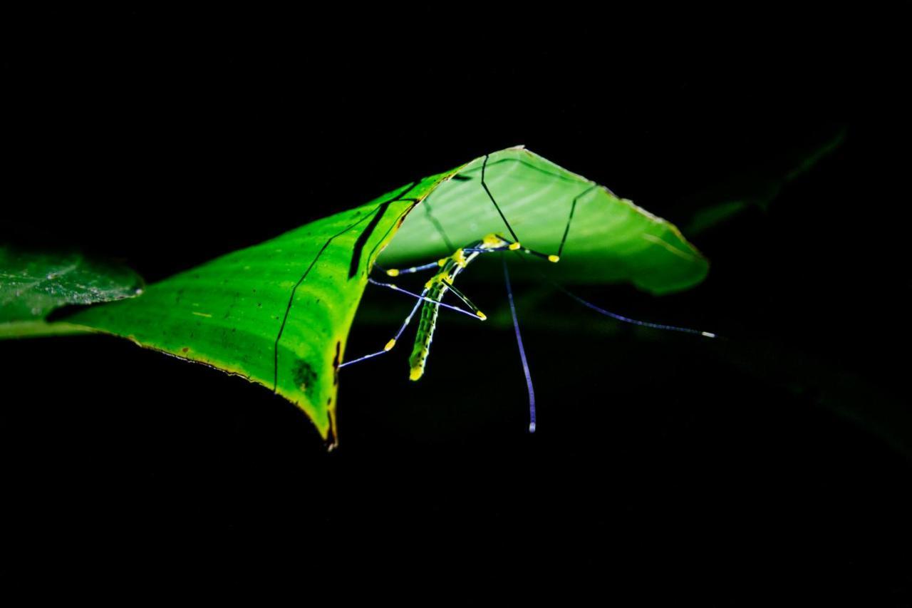 Lodge Kuyana Amazon Archidona